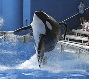 Vandens pramogų parkas &bdquo;SeaWorld&ldquo;