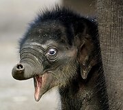 Sidnėjaus Tarongos zoologijos sodas