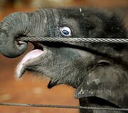 Sidnėjaus Tarongos zoologijos sodas