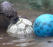 Kolumbijos zoologijos sodas