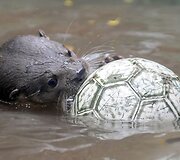 Kolumbijos zoologijos sodas