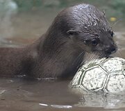 Kolumbijos zoologijos sodas