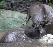 Kolumbijos zoologijos sodas