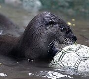 Kolumbijos zoologijos sodas