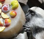 Už&scaron;aldyti vaisiai  zoologijos sodo gyventojams
