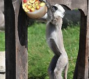 Už&scaron;aldyti vaisiai  zoologijos sodo gyventojams