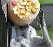Už&scaron;aldyti vaisiai  zoologijos sodo gyventojams