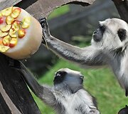 Už&scaron;aldyti vaisiai  zoologijos sodo gyventojams