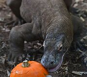 Londono zoologijos sodo gyventojai taip pat &scaron;venčia Heloviną