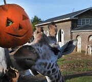 Londono zoologijos sodo gyventojai taip pat &scaron;venčia Heloviną