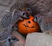 Londono zoologijos sodo gyventojai taip pat &scaron;venčia Heloviną