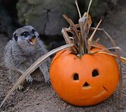 Londono zoologijos sodo gyventojai taip pat &scaron;venčia Heloviną