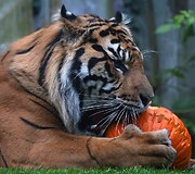 Londono zoologijos sodo gyventojai taip pat &scaron;venčia Heloviną