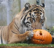 Londono zoologijos sodo gyventojai taip pat &scaron;venčia Heloviną