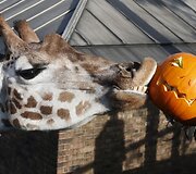 Londono zoologijos sodo gyventojai taip pat &scaron;venčia Heloviną