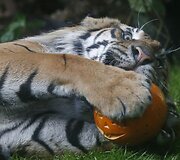 Londono zoologijos sodo gyventojai taip pat &scaron;venčia Heloviną