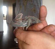 Mariaus ir Renatos Jampolskių chameleonas