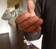 Mariaus ir Renatos Jampolskių chameleonas