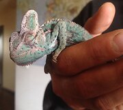 Mariaus ir Renatos Jampolskių chameleonas