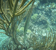 Lino Adomaičio kelionių dienora&scaron;tis i&scaron; Karibų