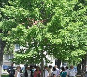 Vilniečiai gelbėjosi nuo užplūdusio kar&scaron;čio