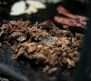 Kepama &bdquo;tacos&ldquo; įdarui skirta mėsa 