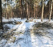 Tvarkomas Vingio parkas