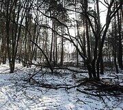 Tvarkomas Vingio parkas