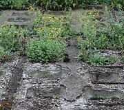 Gėlių gausa Vilnius pasigirti negali