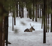 Yll&auml;s savivaldybėje galima rasti kelias elnių fermas, kuriose &scaron;iuos įstabius raguočius galima fotografuoti, paglostyti ir pasivažinėti jų traukiamomis rogėmis.  