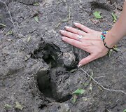 Margupio botaniniame draustinyje