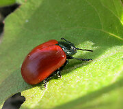 Tuopinis lapgraužis (Chrysomela populi)