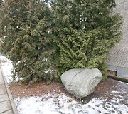Vilniaus Jono Basanavičiaus vidurinės mokyklos kieme paminklinis akmuo J. Basanavičiui pagerbti.