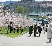 Prie Nacionalinės dailės galerijos pradėjo žydėti sakuros