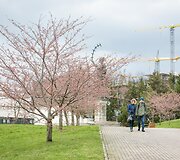 Sakuros dar tik ruo&scaron;iasi žydėti