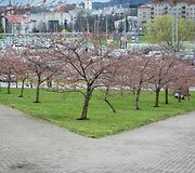 Sakuros dar tik ruo&scaron;iasi žydėti