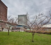Sakuros dar tik ruo&scaron;iasi žydėti