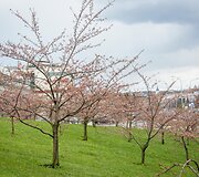 Sakuros dar tik ruo&scaron;iasi žydėti