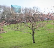 Sakuros dar tik ruo&scaron;iasi žydėti