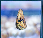 Tarptautinė juvelyrų paroda &bdquo;Amber Trip&ldquo;