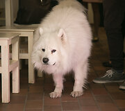 Samojedas Sočis