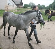 Legendinį žygį entuziastai pakartos su garsiaisiais žirgais &ndash; žemaitukais
