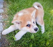 Monika &Scaron;alčiūtė pristato savo augintinį - Akita Inu veislės &scaron;unį, vardu Nino Persikas