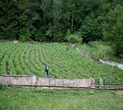 &Scaron;ernų siautėjimo padariniai Griovių kaime
