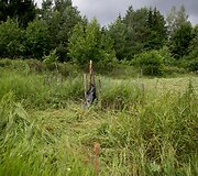 &Scaron;ernų siautėjimo padariniai Griovių kaime