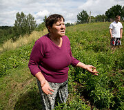 &Scaron;ernų siautėjimo padariniai Griovių kaime
