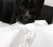 E.Anusauskaitės augintinė Juma