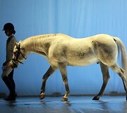 Juozo Statkevičiaus kolekcija