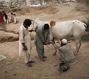 Pakistaną krečia didelį nepriteklių jaučiančių žmonių savižudybės.