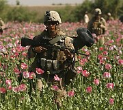 Afganistano aguonų laukai